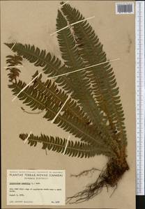 Polystichum lonchitis (L.) Roth, America (AMER) (Canada)