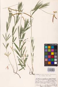 Lathyrus pallescens (M.Bieb.) K.Koch, Eastern Europe, Lower Volga region (E9) (Russia)