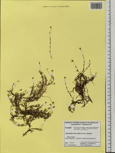 Cherleria arctica (Steven ex Ser.) A. J. Moore & Dillenb., Siberia, Central Siberia (S3) (Russia)