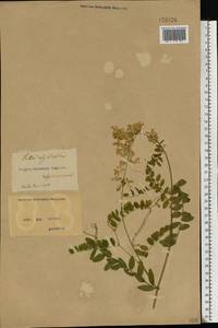 Vicia sylvatica L., Eastern Europe, North Ukrainian region (E11) (Ukraine)