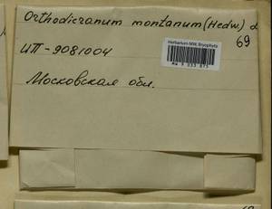 Orthodicranum montanum (Hedw.) Loeske, Bryophytes, Bryophytes - Moscow City & Moscow Oblast (B6a) (Russia)
