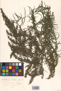 Artemisia dracunculus L., Eastern Europe, Moscow region (E4a) (Russia)