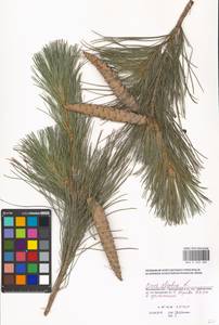 Pinus strobus L., Eastern Europe, Moscow region (E4a) (Russia)