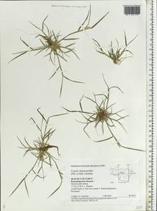 Sporobolus alopecuroides (Piller & Mitterp.) P.M.Peterson, Eastern Europe, Central region (E4) (Russia)