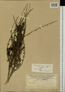 Cytisus scoparius (L.)Link, Eastern Europe, Moscow region (E4a) (Russia)
