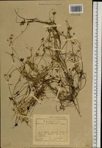 Ranunculus radicans C. A. Mey., Siberia, Baikal & Transbaikal region (S4) (Russia)