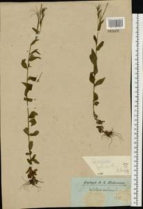 Epilobium montanum L., Eastern Europe, Central forest region (E5) (Russia)