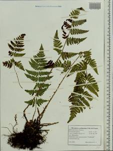 Dryopteris carthusiana (Vill.) H. P. Fuchs, Eastern Europe, North-Western region (E2) (Russia)