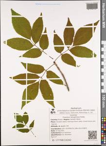 Fraxinus lanuginosa Koidz., Siberia, Russian Far East (S6) (Russia)