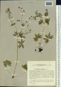 Geranium pseudosibiricum J. Mayer, Siberia, Altai & Sayany Mountains (S2) (Russia)