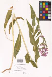 Hesperis pycnotricha Borbás & Degen, Eastern Europe (no precise locality) (E0)
