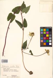 Heliopsis helianthoides var. scabra (Dunal) Fernald, Eastern Europe, Lithuania (E2a) (Lithuania)