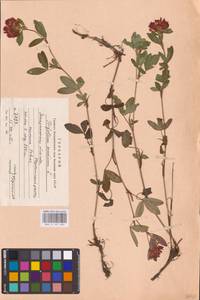 Trifolium medium L., Eastern Europe, West Ukrainian region (E13) (Ukraine)