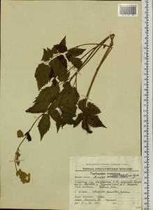 Aruncus dioicus var. kamtschaticus (Maxim.) Hara, Siberia, Chukotka & Kamchatka (S7) (Russia)