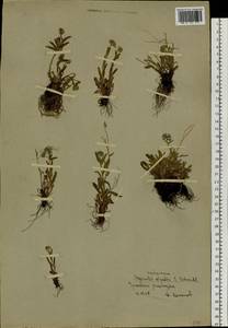 Myosotis alpestris F. W. Schmidt, Siberia, Chukotka & Kamchatka (S7) (Russia)