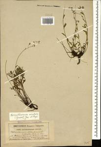 Helianthemum orientale (Grosser) Juz. & Pozdeeva, Caucasus, Stavropol Krai, Karachay-Cherkessia & Kabardino-Balkaria (K1b) (Russia)