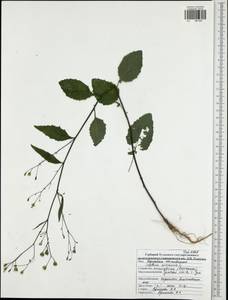 Lapsana communis, Eastern Europe, Central region (E4) (Russia)