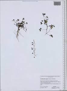 Oxalis corniculata L., Eastern Europe, Northern region (E1) (Russia)