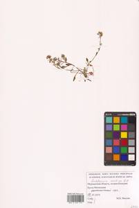 Cochlearia groenlandica L., Eastern Europe, Northern region (E1) (Russia)