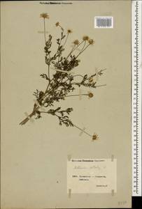 Anthemis cotula L., Caucasus, Georgia (K4) (Georgia)