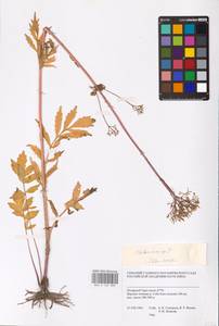 Valeriana, Siberia, Western Siberia (S1) (Russia)