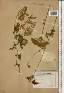 Selinum carvifolia (L.) L., Eastern Europe, North Ukrainian region (E11) (Ukraine)