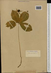 Paris quadrifolia L., Eastern Europe (no precise locality) (E0) (Not classified)