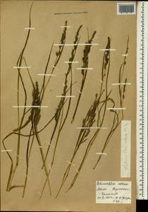 Echinochloa colona (L.) Link, Africa (AFR) (Mali)