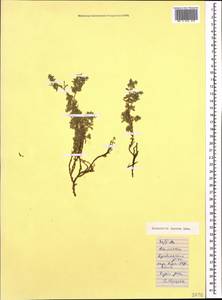 Herniaria incana Lam., Caucasus, Dagestan (K2) (Russia)