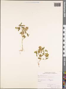 Hibiscus trionum L., Caucasus, North Ossetia, Ingushetia & Chechnya (K1c) (Russia)