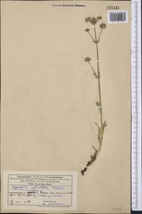 Gypsophila cephalotes (Schrenk) F.N. Williams, Middle Asia, Western Tian Shan & Karatau (M3) (Kyrgyzstan)