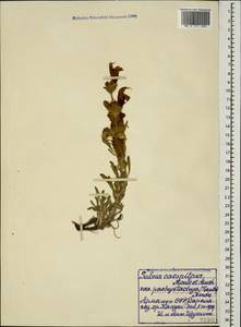 Salvia pachystachya Trautv., Caucasus, Armenia (K5) (Armenia)