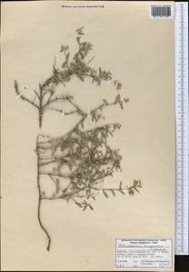 Helianthemum songaricum Schrenk, Middle Asia, Western Tian Shan & Karatau (M3) (Kyrgyzstan)