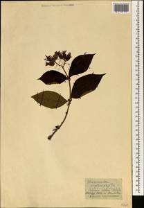 Mussaenda erythrophylla Schumach. & Thonn., Africa (AFR) (Guinea)