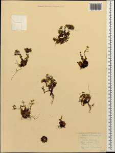 Prometheum pilosum (M. Bieb.) H. Ohba, Caucasus, Krasnodar Krai & Adygea (K1a) (Russia)