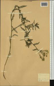 Achillea impatiens L., Siberia, Western Siberia (S1) (Russia)