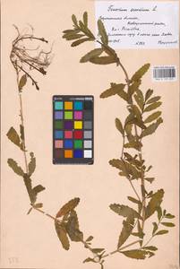 MHA 0 155 263, Teucrium scordium L., Eastern Europe, Central forest-and-steppe region (E6) (Russia)