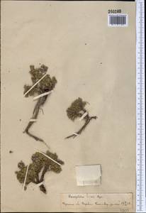 Dracocephalum paulsenii Briq., Middle Asia, Pamir & Pamiro-Alai (M2)
