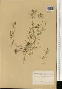 Mesostemma gypsophiloides (Fenzl) M. T. Sharples & E. A. Tripp, Mongolia (MONG) (Mongolia)