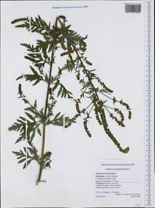 Ambrosia artemisiifolia L., Western Europe (EUR) (Germany)