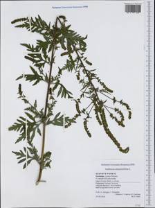 Ambrosia artemisiifolia L., Western Europe (EUR) (Germany)
