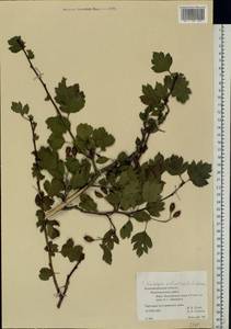 Crataegus laevigata subsp. palmstruchii (Lindm.) Franco, Eastern Europe, North-Western region (E2) (Russia)