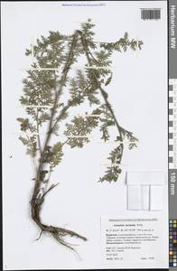 Artemisia laciniata Willd., Siberia, Baikal & Transbaikal region (S4) (Russia)