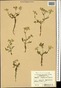Carum caucasicum (M. Bieb.) Boiss., Caucasus, South Ossetia (K4b) (South Ossetia)