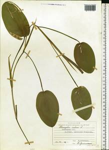 Potamogeton natans L., Eastern Europe, Latvia (E2b) (Latvia)