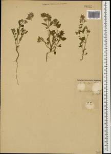 Nepeta meyeri Benth., Caucasus, Azerbaijan (K6) (Azerbaijan)