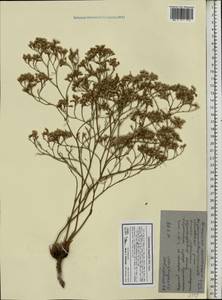 Limonium bellidifolium (Gouan) Dumort., Eastern Europe, North Ukrainian region (E11) (Ukraine)