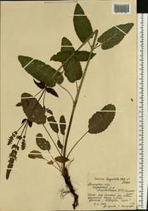 Salvia nemorosa subsp. pseudosylvestris (Stapf) Bornm., Eastern Europe, Central forest-and-steppe region (E6) (Russia)