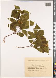 Acer tataricum L., Eastern Europe, Lower Volga region (E9) (Russia)