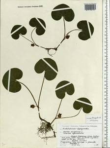 Asarum europaeum L., Eastern Europe, Belarus (E3a) (Belarus)